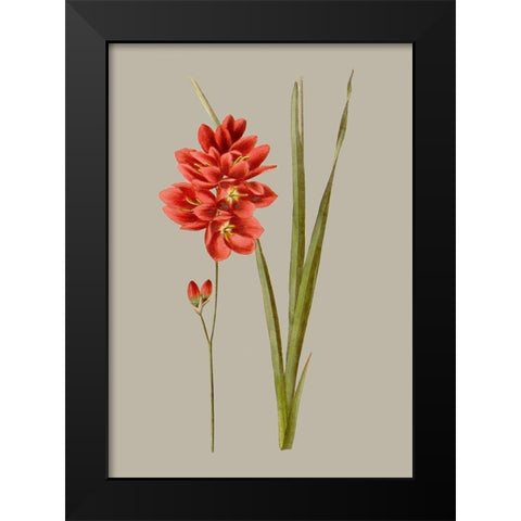 Botanical Array IV Black Modern Wood Framed Art Print by Vision Studio