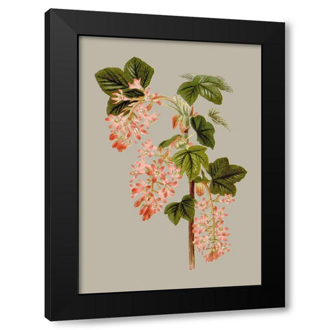 Botanical Array V Black Modern Wood Framed Art Print by Vision Studio