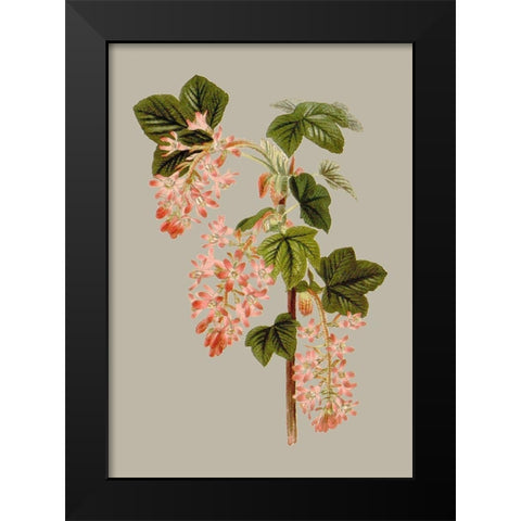 Botanical Array V Black Modern Wood Framed Art Print by Vision Studio