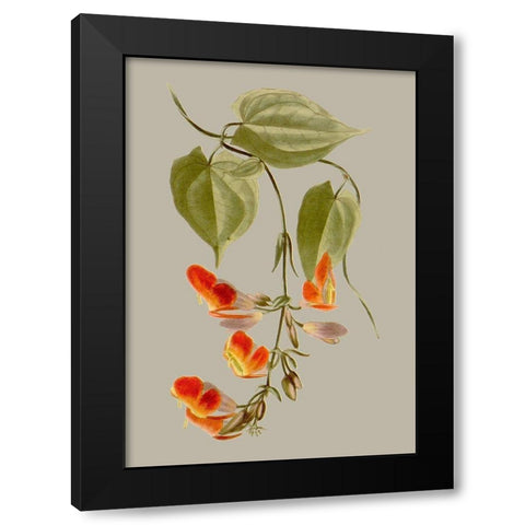Botanical Array VI Black Modern Wood Framed Art Print by Vision Studio