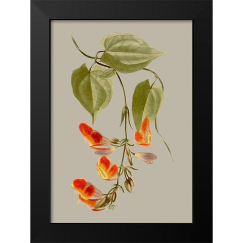 Botanical Array VI Black Modern Wood Framed Art Print by Vision Studio