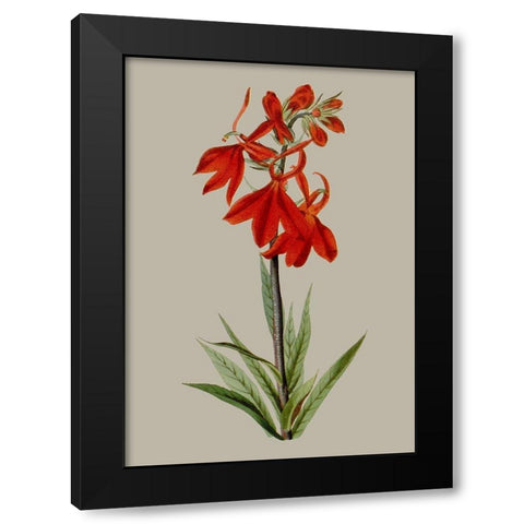 Botanical Array VII Black Modern Wood Framed Art Print with Double Matting by Vision Studio