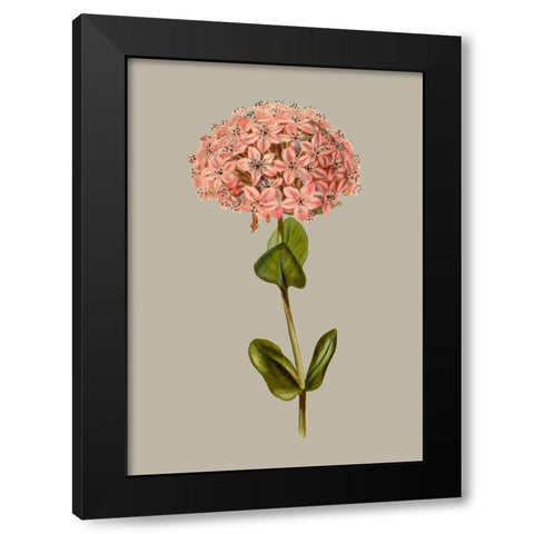 Botanical Array VIII Black Modern Wood Framed Art Print by Vision Studio