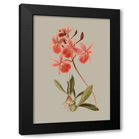 Botanical Array IX Black Modern Wood Framed Art Print with Double Matting by Vision Studio