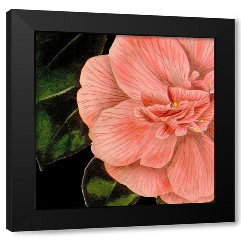 Dramatic Camellia I Black Modern Wood Framed Art Print with Double Matting by Vision Studio