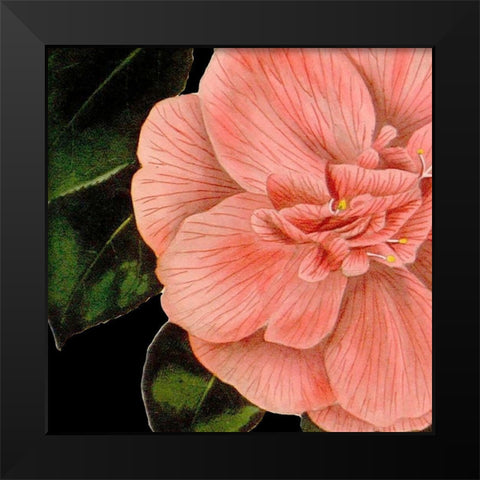 Dramatic Camellia I Black Modern Wood Framed Art Print by Vision Studio