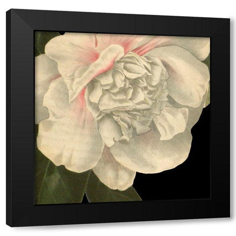 Dramatic Camellia II Black Modern Wood Framed Art Print with Double Matting by Vision Studio