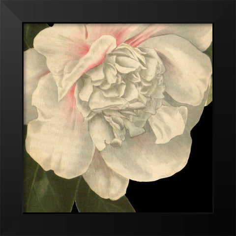 Dramatic Camellia II Black Modern Wood Framed Art Print by Vision Studio