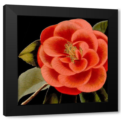 Dramatic Camellia III Black Modern Wood Framed Art Print with Double Matting by Vision Studio