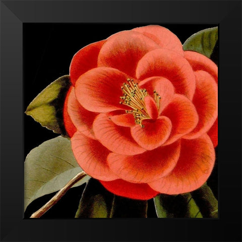 Dramatic Camellia III Black Modern Wood Framed Art Print by Vision Studio