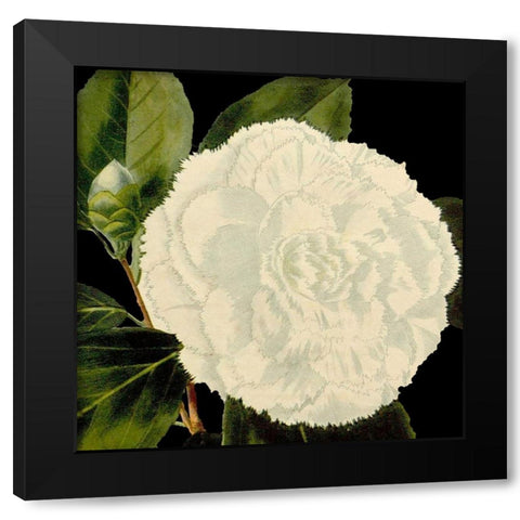 Dramatic Camellia IV Black Modern Wood Framed Art Print with Double Matting by Vision Studio