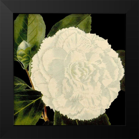 Dramatic Camellia IV Black Modern Wood Framed Art Print by Vision Studio