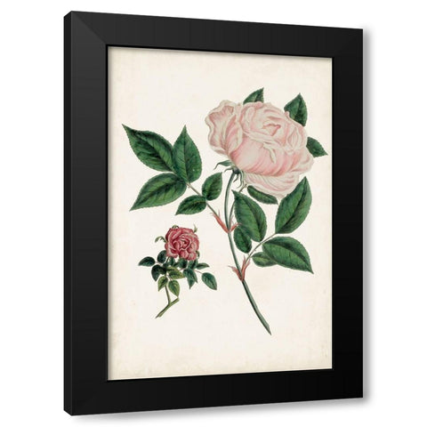 Vintage Rose Clippings I Black Modern Wood Framed Art Print with Double Matting by Vision Studio