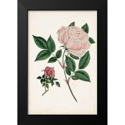 Vintage Rose Clippings I Black Modern Wood Framed Art Print by Vision Studio