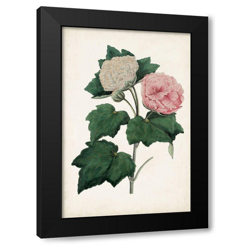 Vintage Rose Clippings II Black Modern Wood Framed Art Print with Double Matting by Vision Studio