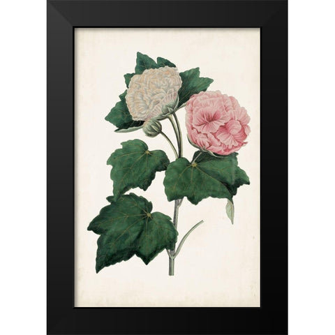 Vintage Rose Clippings II Black Modern Wood Framed Art Print by Vision Studio