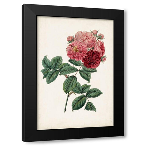 Vintage Rose Clippings III Black Modern Wood Framed Art Print with Double Matting by Vision Studio