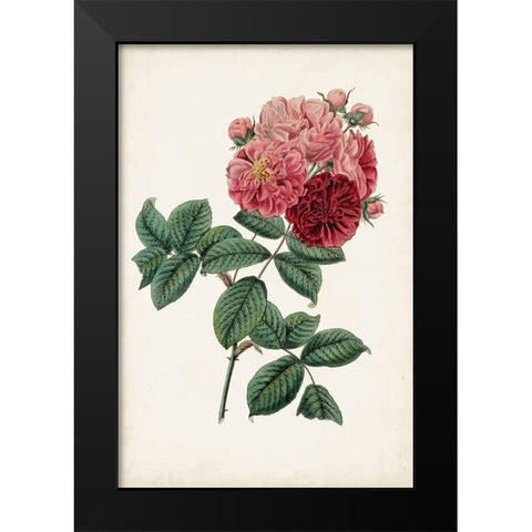 Vintage Rose Clippings III Black Modern Wood Framed Art Print by Vision Studio