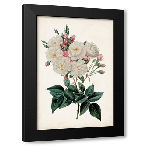 Vintage Rose Clippings IV Black Modern Wood Framed Art Print with Double Matting by Vision Studio