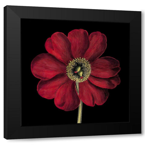 Dramatic Blooms I Black Modern Wood Framed Art Print with Double Matting by Vision Studio