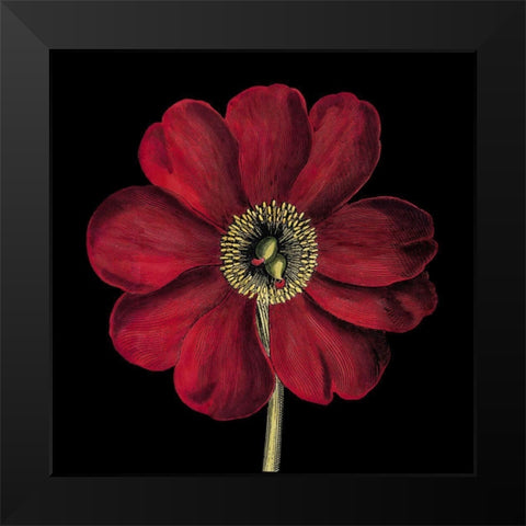 Dramatic Blooms I Black Modern Wood Framed Art Print by Vision Studio