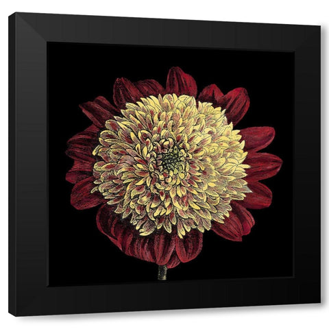 Dramatic Blooms II Black Modern Wood Framed Art Print with Double Matting by Vision Studio