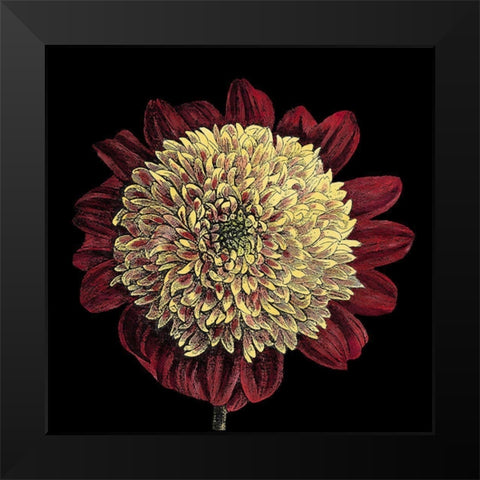 Dramatic Blooms II Black Modern Wood Framed Art Print by Vision Studio