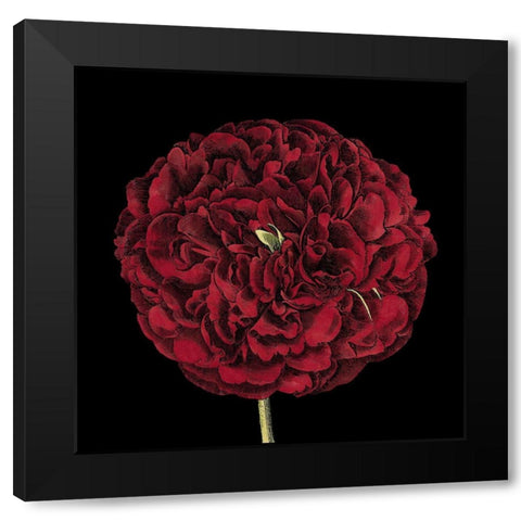 Dramatic Blooms III Black Modern Wood Framed Art Print with Double Matting by Vision Studio