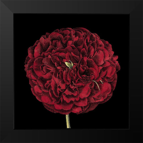 Dramatic Blooms III Black Modern Wood Framed Art Print by Vision Studio