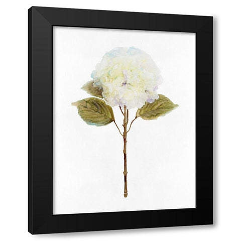White Blossom III Black Modern Wood Framed Art Print with Double Matting by Stellar Design Studio
