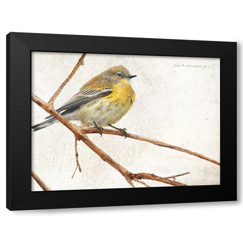On the Branch III Black Modern Wood Framed Art Print with Double Matting by Vest, Chris