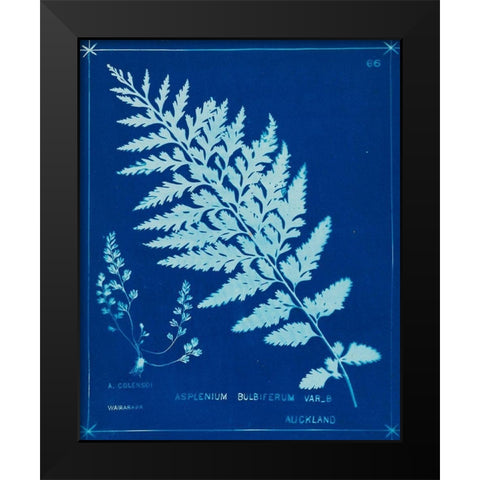 Cyanotype Ferns IV Black Modern Wood Framed Art Print by Unknown