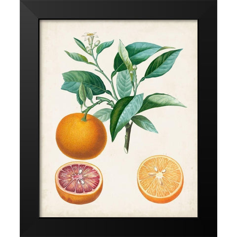 Orange de Malte Black Modern Wood Framed Art Print by Poiteau, Pierre Antoine