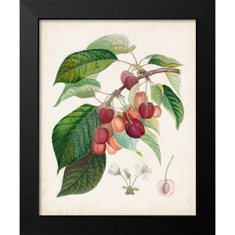 Bigarreau rouge Black Modern Wood Framed Art Print by Poiteau, Pierre Antoine
