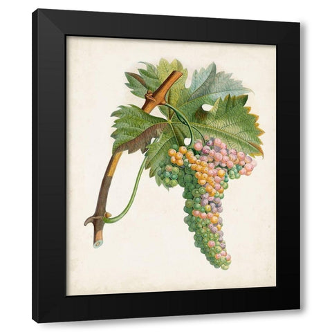 Raisin de Corunthe Black Modern Wood Framed Art Print by Poiteau, Pierre Antoine