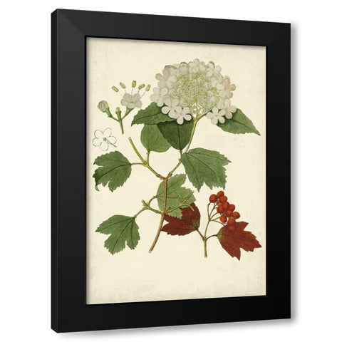 Flowering Viburnum I Black Modern Wood Framed Art Print with Double Matting by Vision Studio