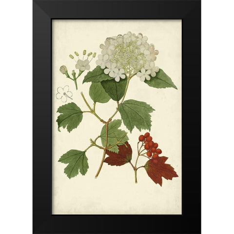 Flowering Viburnum I Black Modern Wood Framed Art Print by Vision Studio