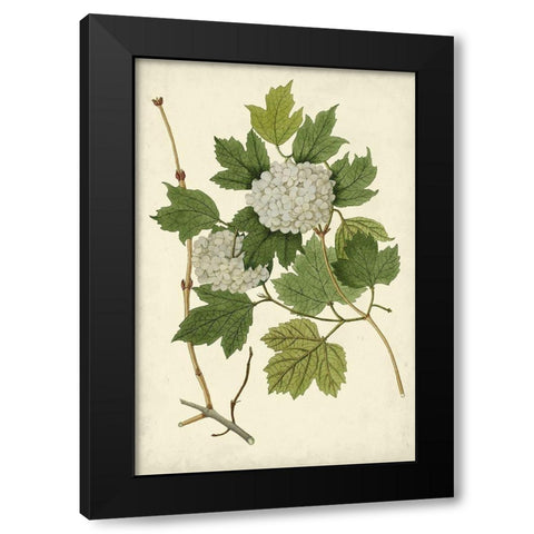 Flowering Viburnum II Black Modern Wood Framed Art Print with Double Matting by Vision Studio