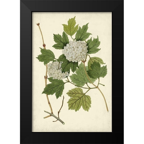 Flowering Viburnum II Black Modern Wood Framed Art Print by Vision Studio