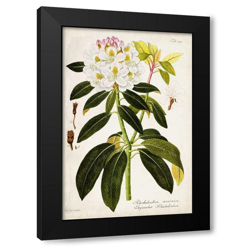 Vintage Rhododendron I Black Modern Wood Framed Art Print with Double Matting by Vision Studio