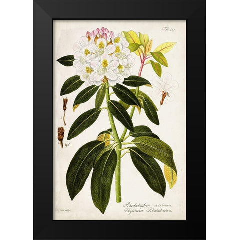 Vintage Rhododendron I Black Modern Wood Framed Art Print by Vision Studio