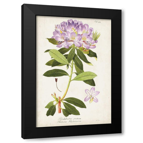 Vintage Rhododendron II Black Modern Wood Framed Art Print with Double Matting by Vision Studio