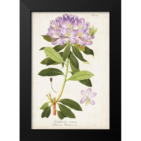 Vintage Rhododendron II Black Modern Wood Framed Art Print by Vision Studio