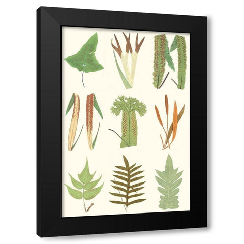 Antique Fern Chart Black Modern Wood Framed Art Print with Double Matting by Vision Studio