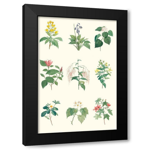 Soft Botanical Chart Black Modern Wood Framed Art Print with Double Matting by Vision Studio