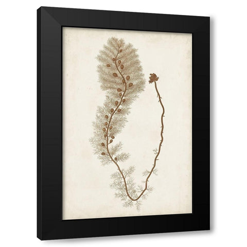 Sepia Seaweed III Black Modern Wood Framed Art Print by Vision Studio