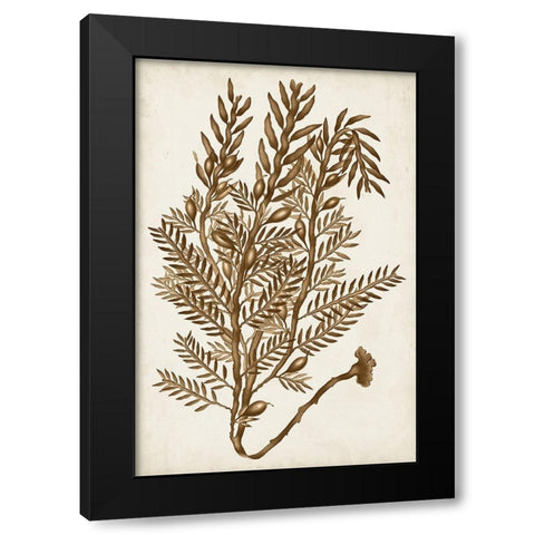 Sepia Seaweed IV Black Modern Wood Framed Art Print with Double Matting by Vision Studio