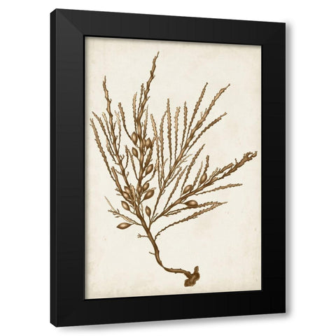 Sepia Seaweed V Black Modern Wood Framed Art Print with Double Matting by Vision Studio