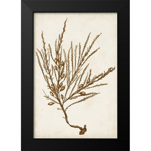 Sepia Seaweed V Black Modern Wood Framed Art Print by Vision Studio