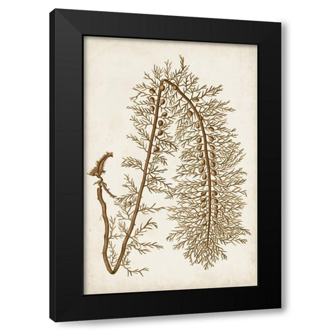 Sepia Seaweed VI Black Modern Wood Framed Art Print with Double Matting by Vision Studio